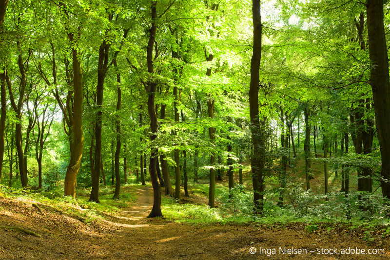 co2-einfach-gut-ausgleichen