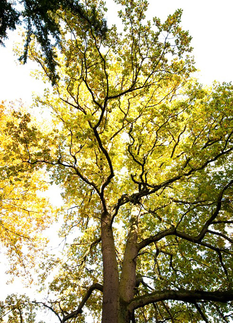 KasselTourist_2009-10-25_5141_webversion.1024x_Baum_3_beschnitten.jpg
