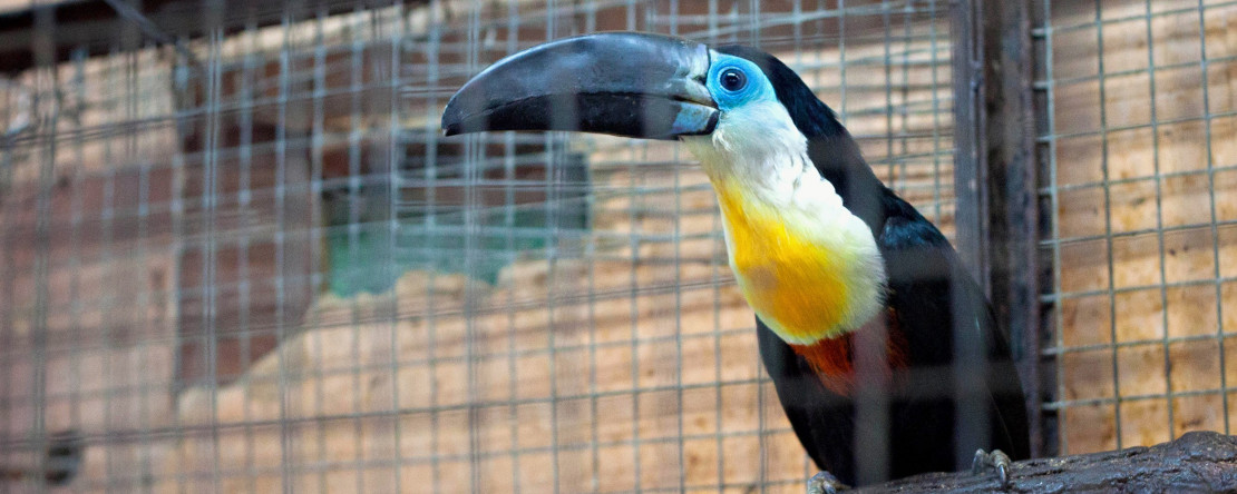 vogelausstellung_kassel.jpg
